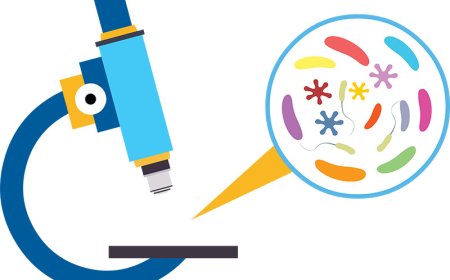 Animal Cell for Students – Structure, Function, and Organelles