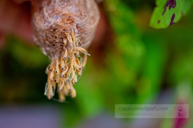 Insects for Kids – Amazing Facts, Types, and Life Cycles - Academic Kids