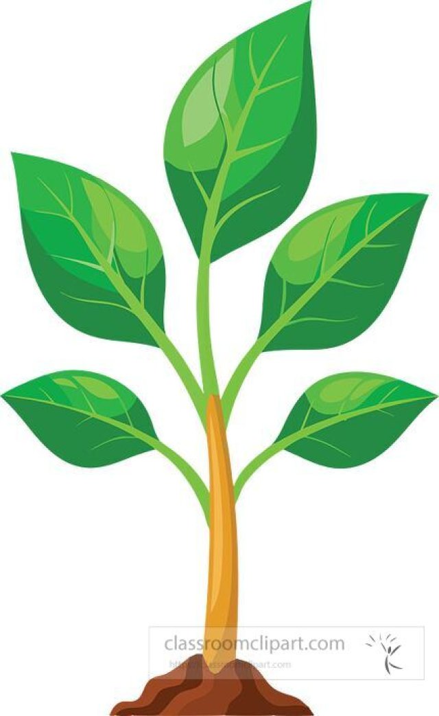 Vascular Plants for Kids – Types, Functions, and Fun Facts