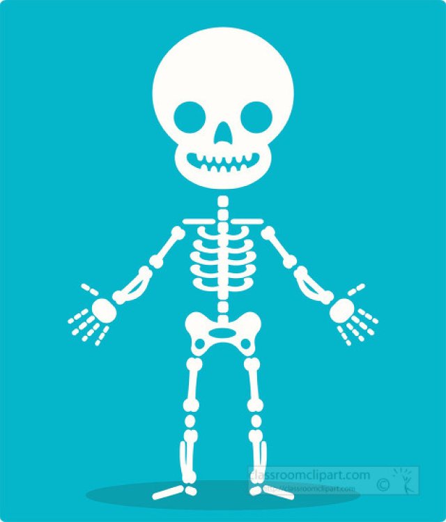 Human  Skeletal System