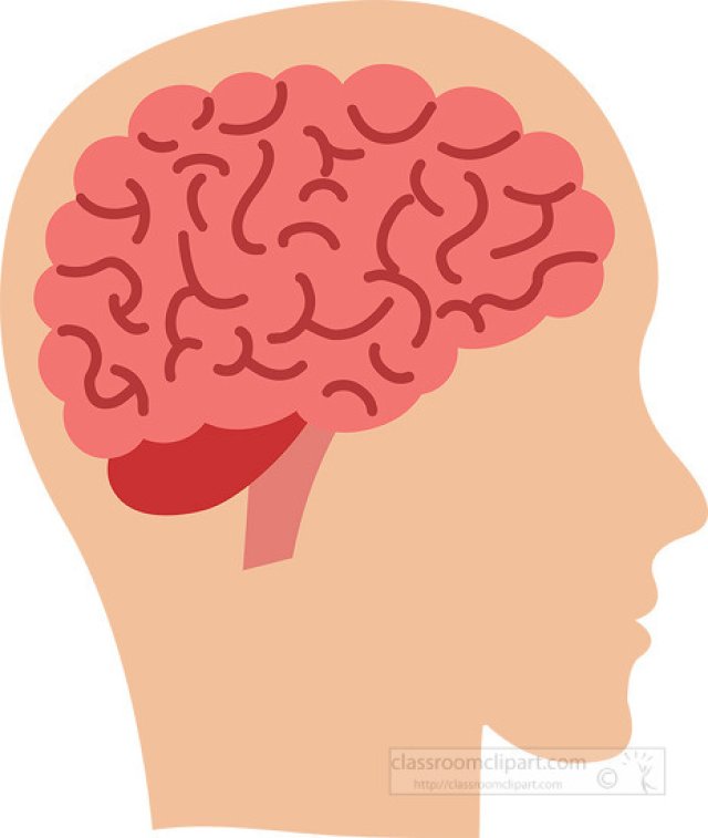 The Brain: How Your Body’s Command Center Works