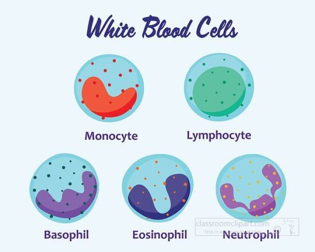 How the Integumentary System Protects and Keeps You Healthy