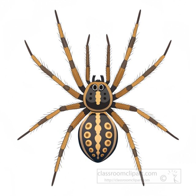 Wolf Spider: The Fast and Fearless Ground Hunters
