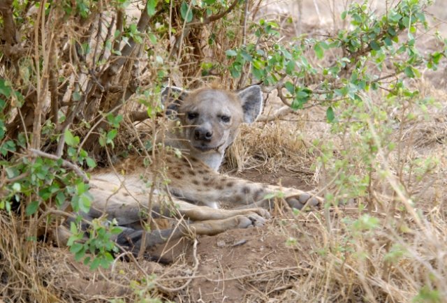 All About Hyenas for Students: Nature’s Misunderstood Mammals