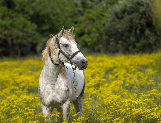 Horses: Speed, Strength, and Loyalty