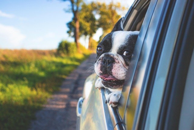 Popular Dog Breeds and What Makes Them Special