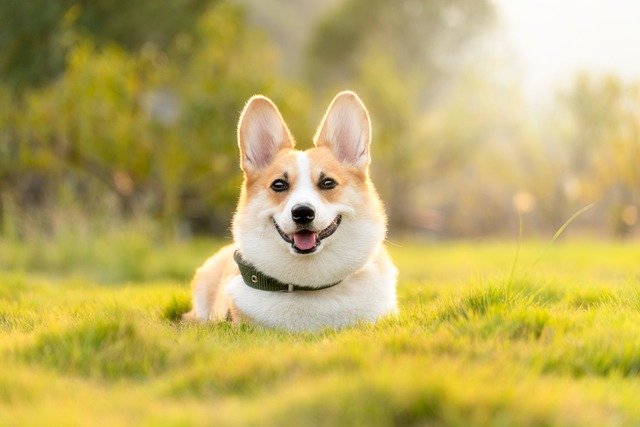 All About Dogs for Students: From Wolves to Best Friends