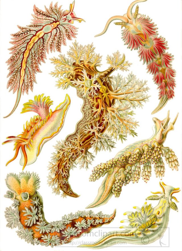 Nudibranch Facts for Kids: Colorful Sea Slugs with Amazing Defenses