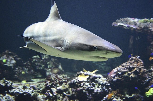 Great White Shark Facts for Kids