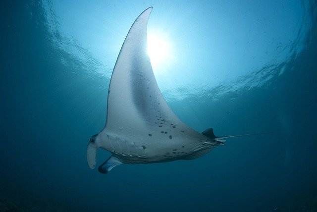 Manta Ray Facts for Kids – Graceful Gliders of the Sea