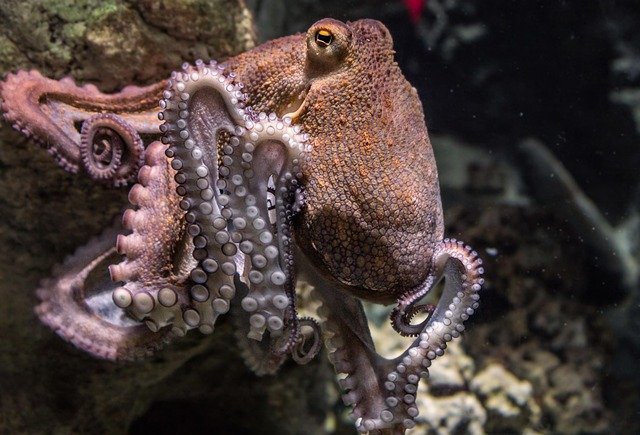 All About Octopuses: Smart, Shapeshifting Ocean Explorers