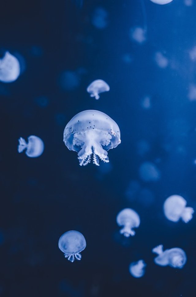 List of Marine Animals