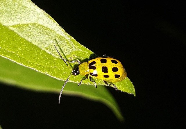Beetles for Kids: Fun Facts, Life Cycle, and Amazing Insect Diversity