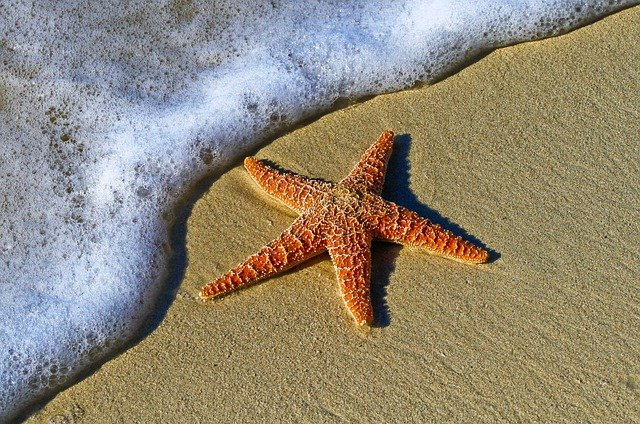All About Sea Stars: Regenerating Wonders of the Ocean