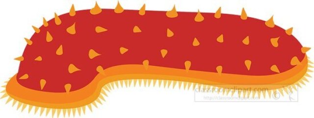 Sea Cucumber Facts for Kids – Squishy Recyclers of the Ocean Floor