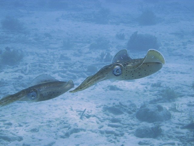 All About Giant Squid for Students: Deep Sea Mysteries with Massive Eyes