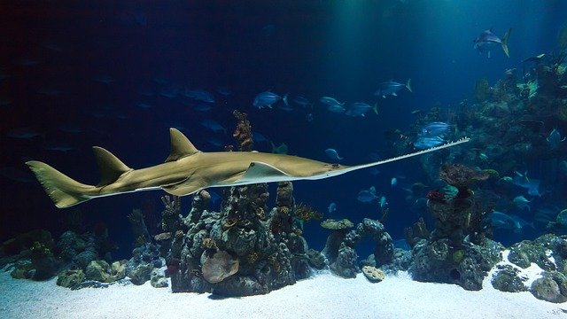 Sawfish Facts for Kids – Endangered Rays with Chainsaw Snout