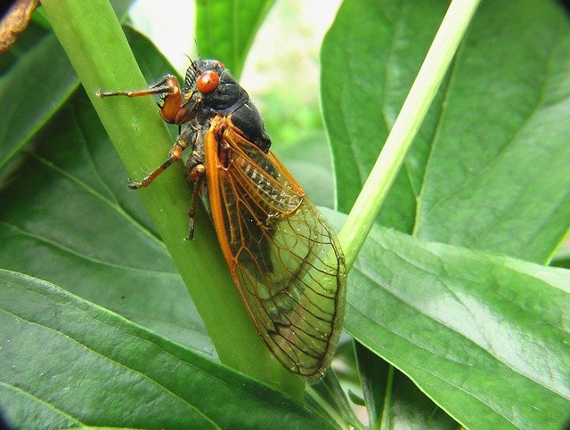 Cicadas for Kids: Fun Facts, Life Cycle, and Singing Insects