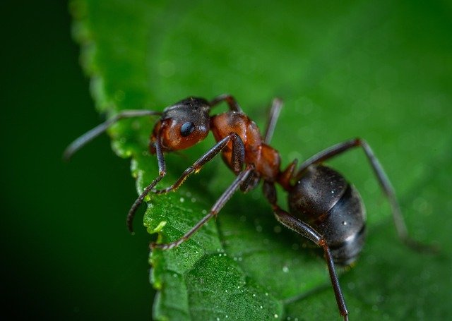 Ants for Kids: Fascinating Facts, Life Cycle, and Importance of Ant Colonies