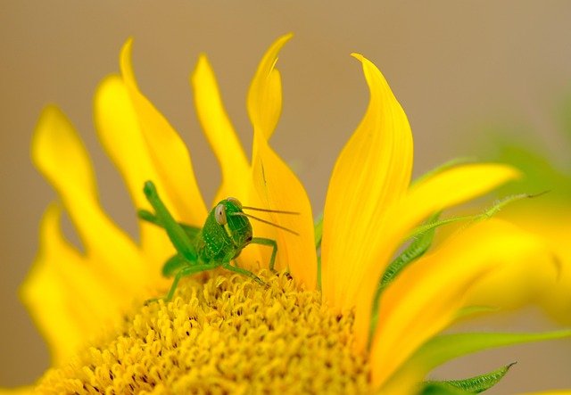 Grasshoppers for Kids: Fun Facts, Life Cycle, and Amazing Jumping Insects