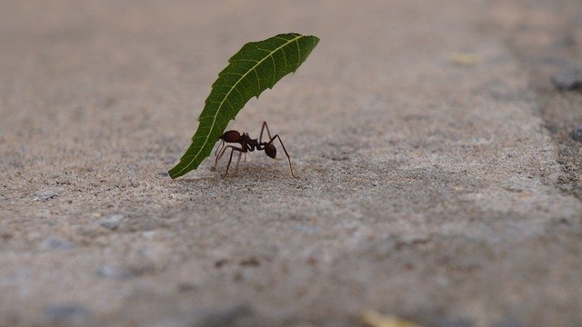 Leafcutter Ants for Kids: Amazing Facts, Life Cycle