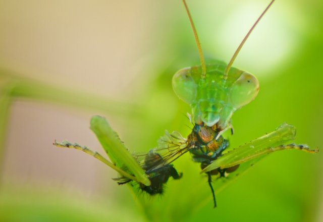 Praying Mantises for Kids: Facts, Life Cycle, and Amazing Hunters