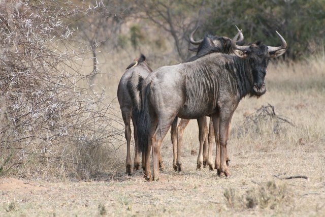 Migration: How and Why Animals Travel Long Distances