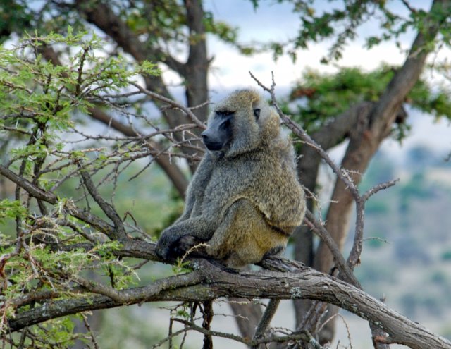 Tanzania for Students: Geography, Culture, and History of East Africa’s Jewel