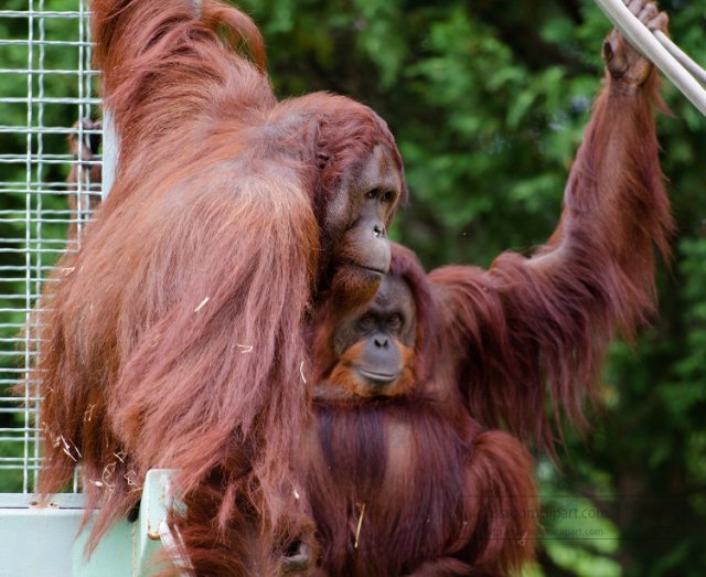All About Orangutans for Students: Forest Giants of Intelligence and Grace