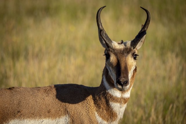 All About Antelopes for Students: Speedy Survivors of the Grasslands