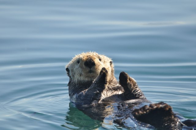All About Sea Otters for Students: Floating Forest Guardians
