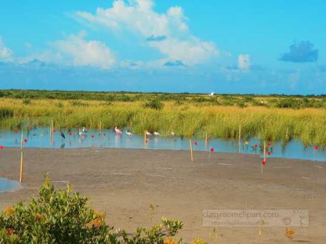 Wetlands for Kids: Fun Facts, Types, and Why They Matter