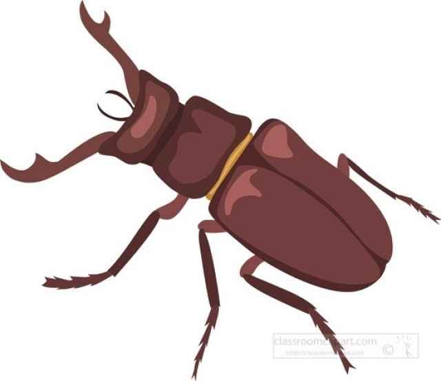 Stag Beetles for Kids: Amazing Facts, Life Cycle, and Big Jaws