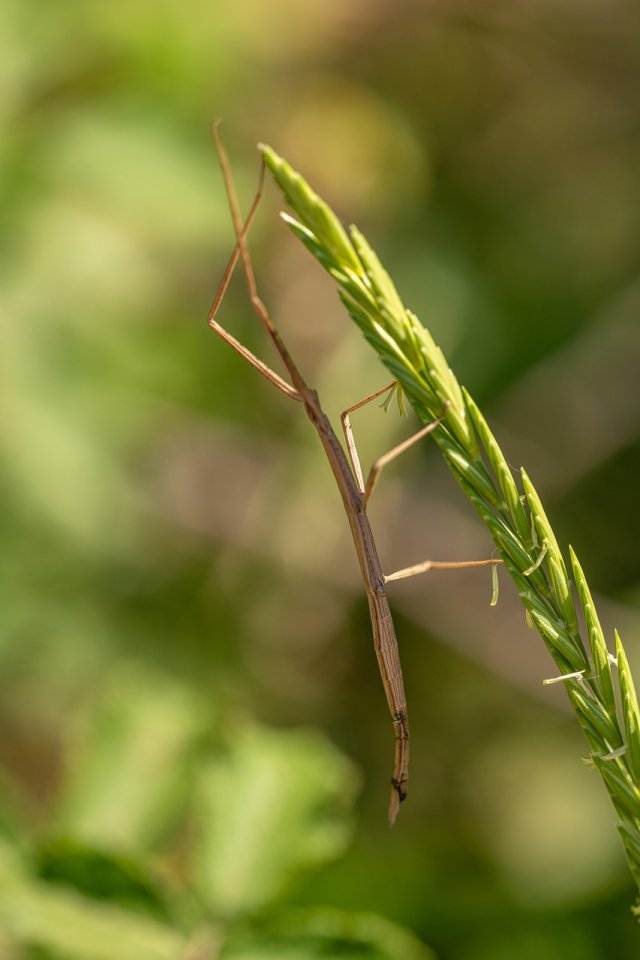 Giant Walking Sticks for Kids: Amazing Facts, Life Cycle, and Camouflage