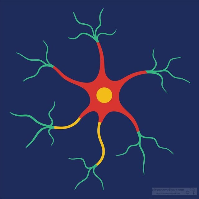 The Spinal Cord: Your Body’s Superhighway of Nerve Messages