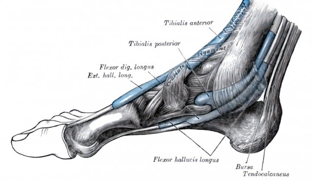 types of Muscles: Skeletal, Smooth, and Cardiac – A Student Guide