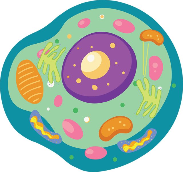What Is the Cell Membrane? A Simple Guide for Kids