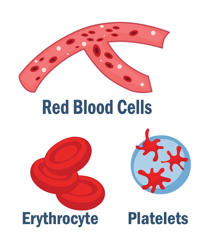 Blood Vessels for Kids – Arteries, Veins, and Capillaries Explained