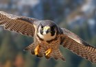 Peregrine Falcon Facts for Kids: Speed, Nesting, and Comeback from Endangerment