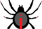 Black Widow Spider Guide: Nature’s Most Famous Venomous Spider