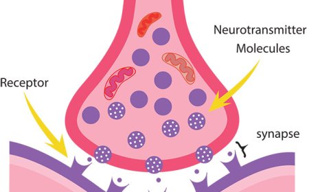Motor Nerves: How the Brain Controls Movement