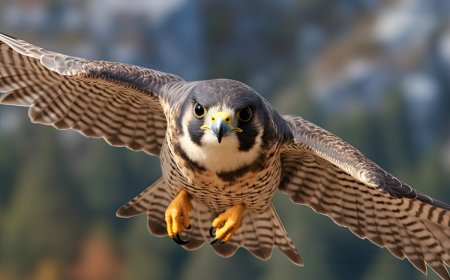 Peregrine Falcon Facts for Kids: Speed, Nesting, and Comeback from Endangerment