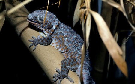 Common House Gecko Facts for Kids – The Lizard That Lives with Us