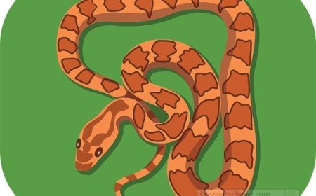 Corn Snake Facts for Kids – Colorful Non-Venomous Snake