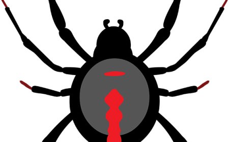 Black Widow Spider Guide: Nature’s Most Famous Venomous Spider