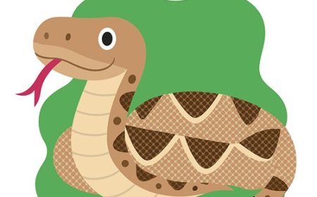 Rattlesnake Facts for Kids – Venomous Snake with a Warning Rattle