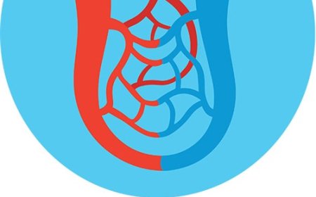 blood Vessels for Students: How Arteries, Veins, and Capillaries Keep Blood Moving