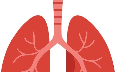 How the Lungs Work: From Air to Oxygen – A Guide for Students