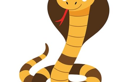 King Cobra Facts for Kids – The World’s Longest Venomous Snake
