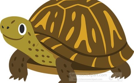 Box Turtle Facts for Kids – Land Turtle with a Hinged Shell